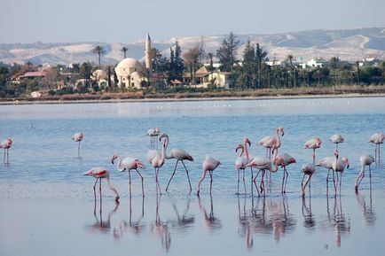 Amit látni Larnaca