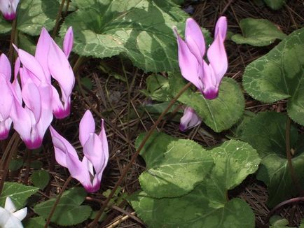 Cyclamen (dryakva)