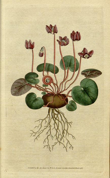 Cyclamen (dryakva)