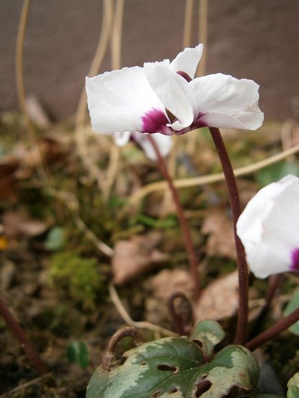 Cyclamen (dryakva)