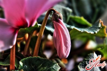 Cyclamen îngrijirea plantelor persane