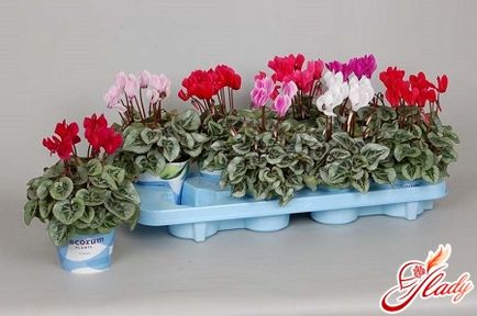 Cyclamen îngrijirea plantelor persane