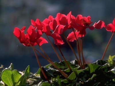 Cyclamen - fluturând fluturi în grădina de flori, lângă casă