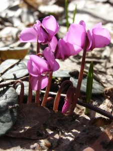 Cyclamen - fluturând fluturi în grădina de flori, lângă casă