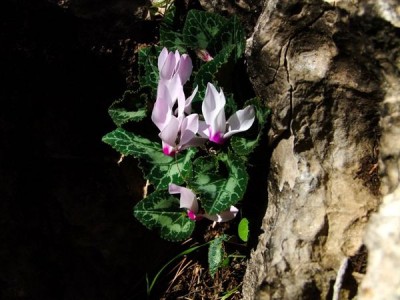 Cyclamen - fluturând fluturi în grădina de flori, lângă casă