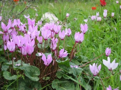 Cyclamen - fluturând fluturi în grădina de flori, lângă casă