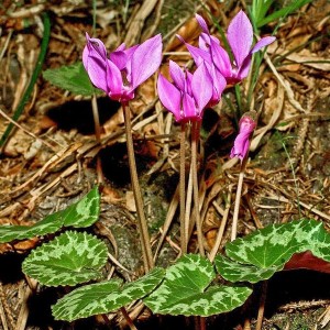 Cyclamen - fluturând fluturi în grădina de flori, lângă casă