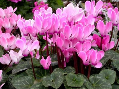 Cyclamen - fluturând fluturi în grădina de flori, lângă casă