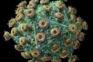 Cytomegalovirus mononucleoza, tratament, cauze, simptome, prevenire
