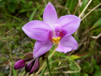 Flori orhidee, plante ghivece și îngrijire la domiciliu după înflorire