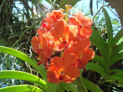 Квіти орхідеї фото, вирощування в горщиках і догляд в домашніх умовах після цвітіння