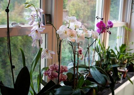 Квіти орхідеї фото, вирощування в горщиках і догляд в домашніх умовах після цвітіння