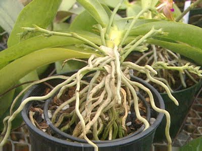 Flori orhidee, plante ghivece și îngrijire la domiciliu după înflorire