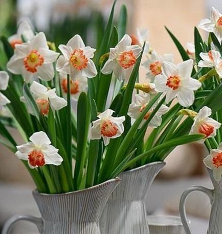 Квіти з капризами поради як продовжити життя у вазі 19 різних квітів - корисні поради