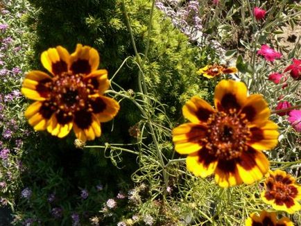 Квітка американських прерій космідіум і його вирощування з насіння