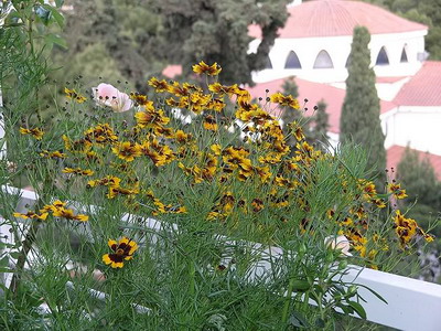 Flower cosmidium fotografie cu descriere, plantare și îngrijire