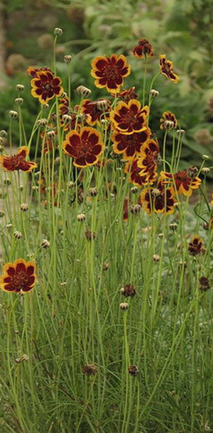 Flower cosmidium fotografie cu descriere, plantare și îngrijire