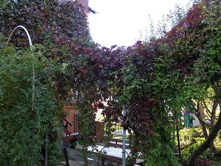 Декоративні ліани для саду - відповідні рослини і догляд за ними