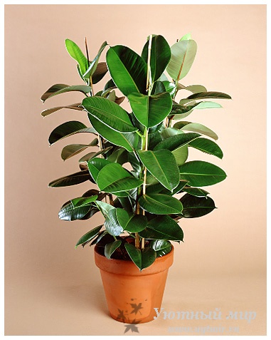 Plante decorative cu frunze decorative, lume confortabilă - portal informațional - pagina 3