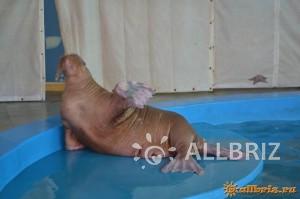 Terapia cu delfin în lazarevsky fotografie, video, pe hartă, recenzii