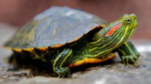 Terapia cu delfin în lazarevsky fotografie, video, pe hartă, recenzii