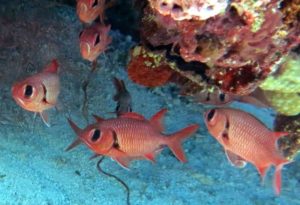 Terapia cu delfin în lazarevsky fotografie, video, pe hartă, recenzii