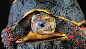 Terapia cu delfin în lazarevsky fotografie, video, pe hartă, recenzii