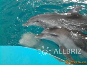 Terapia cu delfin în lazarevsky fotografie, video, pe hartă, recenzii