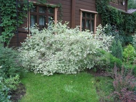 Дерен ряболисті в ландшафтному дизайні посадка і догляд