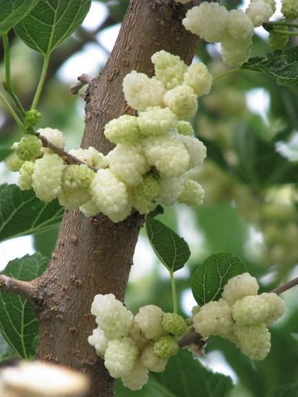 Copacii cu fructe de padure similare cu murele