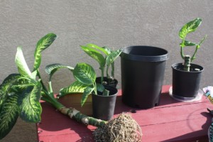 Диффенбахія - догляд в домашніх умовах, зразкова садиба