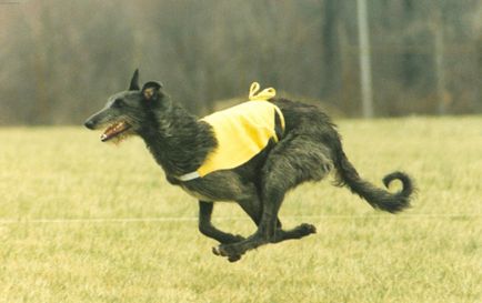 Fotografia Dirhound a unui dirhound (greyhound cerb scoțian)