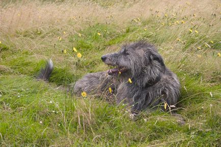 Fotografia Dirhound a unui dirhound (greyhound cerb scoțian)