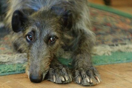 Fotografia Dirhound a unui dirhound (greyhound cerb scoțian)