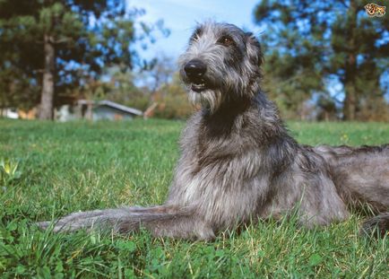 Fotografia Dirhound a unui dirhound (greyhound cerb scoțian)