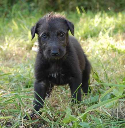 Fotografia Dirhound a unui dirhound (greyhound cerb scoțian)