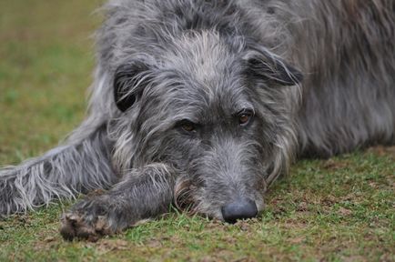 Fotografia Dirhound a unui dirhound (greyhound cerb scoțian)