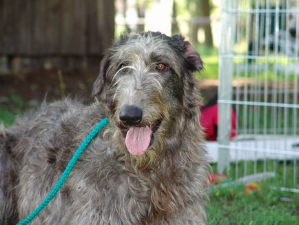 Photo Deerhound Deerhound (skót szarvas agár)