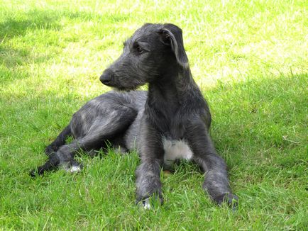 Fotografia Dirhound a unui dirhound (greyhound cerb scoțian)