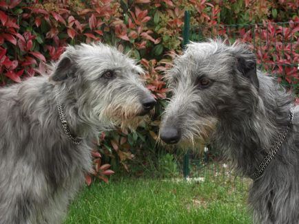 Fotografia Dirhound a unui dirhound (greyhound cerb scoțian)