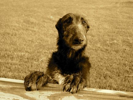 Fotografia Dirhound a unui dirhound (greyhound cerb scoțian)