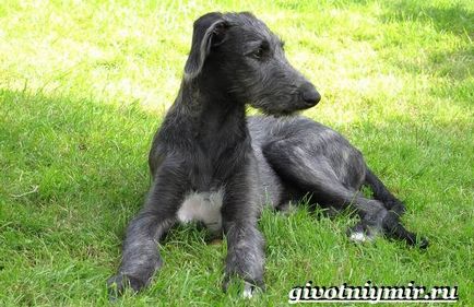 Dirhound câine
