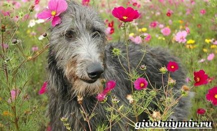 Dirhound câine