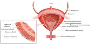 Diverticulul tratamentului vezicii urinare, cauze, simptome