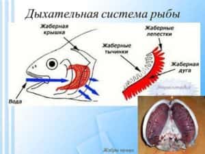 Дихання риб - секрети успішної риболовлі