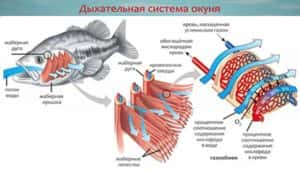 Дихання риб - секрети успішної риболовлі