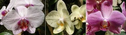 Acasa Afaceri pentru femei - Orhidee Cattery