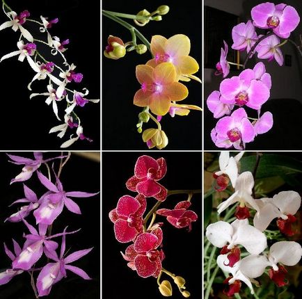 Otthon alapú üzleti nők - óvodai orchideák