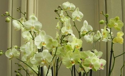Otthon alapú üzleti nők - óvodai orchideák