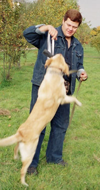 Instruirea Labrador la Moscova - serviciile unui psiholog câine medic-câine